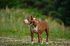 American Pit Bull Terrier