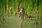 bathing American Pit Bull Terrier