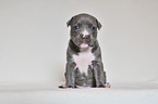 American Pit Bull Terrier Puppy