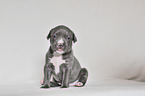 American Pit Bull Terrier Puppy