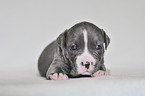 American Pit Bull Terrier Puppy