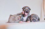 3 American Pit Bull Terrier Puppies