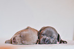 2 American Pit Bull Terrier Puppies