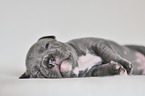 American Pit Bull Terrier Puppy