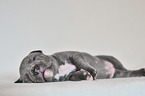 American Pit Bull Terrier Puppy