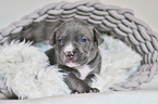 American Pit Bull Terrier Puppy