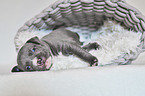 American Pit Bull Terrier Puppy