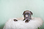 American Pit Bull Terrier Puppy