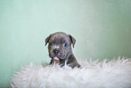 American Pit Bull Terrier Puppy