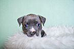 American Pit Bull Terrier Puppy