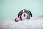 American Pit Bull Terrier Puppy