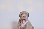 American Pit Bull Terrier Puppy