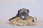 American Pit Bull Terrier Puppy