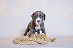 American Pit Bull Terrier Puppy