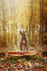 standing American Pit Bull Terrier