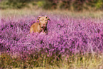 standing American Pit Bull Terrier