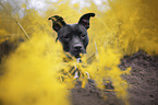 American Pit Bull Terrier portrait