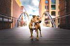 standing American Pit Bull Terrier