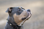 American Pit Bull Portrait