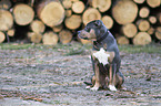 sitting American Pit Bull