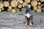 sitting American Pit Bull