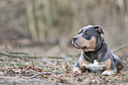 lying American Pit Bull