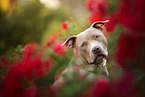 American Pit Bull in summer