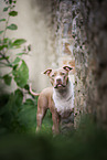 American Pit Bull in summer