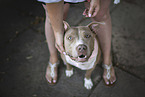 sitting American Pit Bull