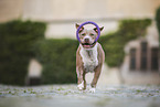 American Pit Bull in summer