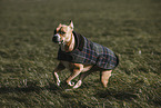 American Pit Bull Terrier