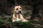 American Pit Bull Terrier