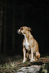American Pit Bull Terrier