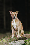 American Pit Bull Terrier