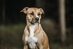 American Pit Bull Terrier