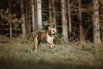 American Pit Bull Terrier