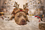 American Pit Bull Terrier