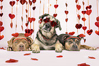 3 Dogs