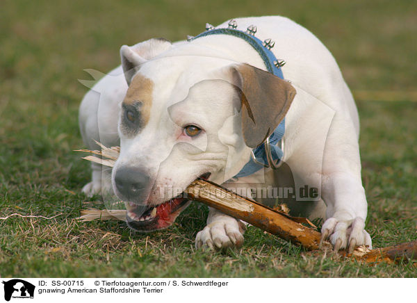 knabbernder American Staffordshire Terrier / gnawing American Staffordshire Terrier / SS-00715