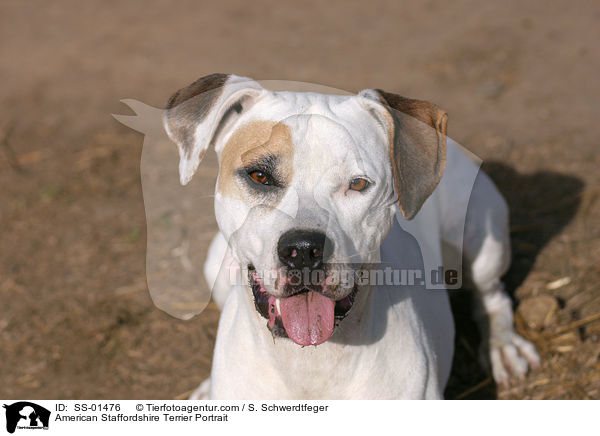 American Staffordshire Terrier Portrait / American Staffordshire Terrier Portrait / SS-01476