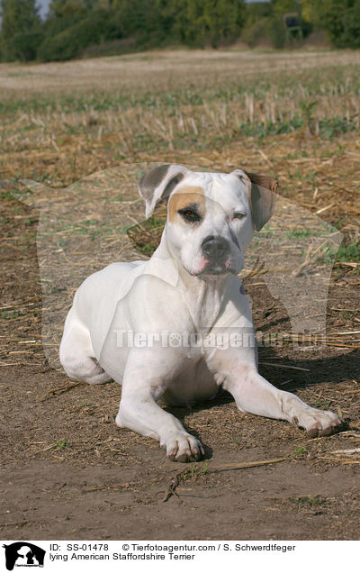 liegender American Staffordshire Terrier / lying American Staffordshire Terrier / SS-01478