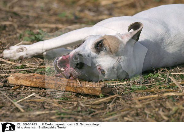 liegender American Staffordshire Terrier / lying American Staffordshire Terrier / SS-01483