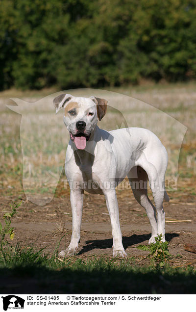 stehender American Staffordshire Terrier / standing American Staffordshire Terrier / SS-01485