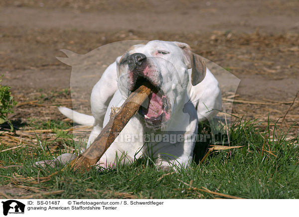 knabbernder American Staffordshire Terrier / gnawing American Staffordshire Terrier / SS-01487