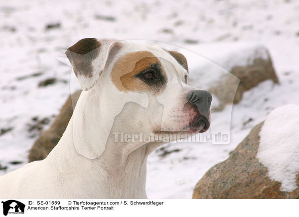 American Staffordshire Terrier Portrait / American Staffordshire Terrier Portrait / SS-01559