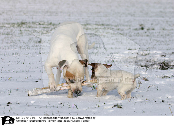 American Staffordshire Terrier und Jack Russell Terrier / American Staffordshire Terrier  and Jack Russell Terrier / SS-01940