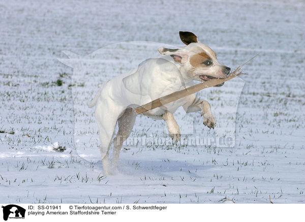spielender American Staffordshire Terrier / playing American Staffordshire Terrier / SS-01941