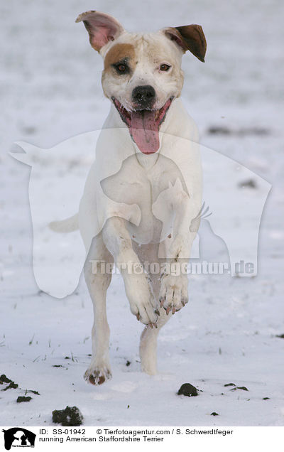 rennender American Staffordshire Terrier / running American Staffordshire Terrier / SS-01942