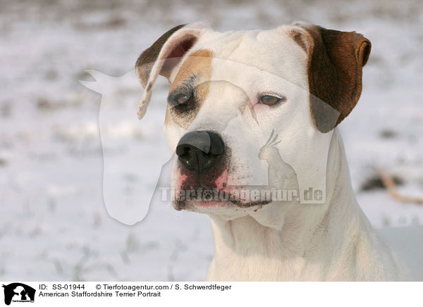 American Staffordshire Terrier Portrait / American Staffordshire Terrier Portrait / SS-01944