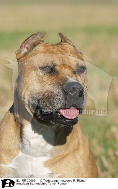 American Staffordshire Terrier Portrait / American Staffordshire Terrier Portrait / RR-05689